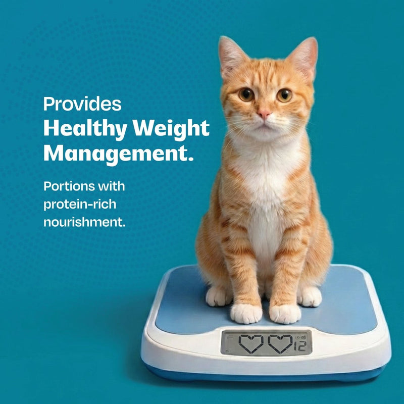 All Natural Cat Wet Meal