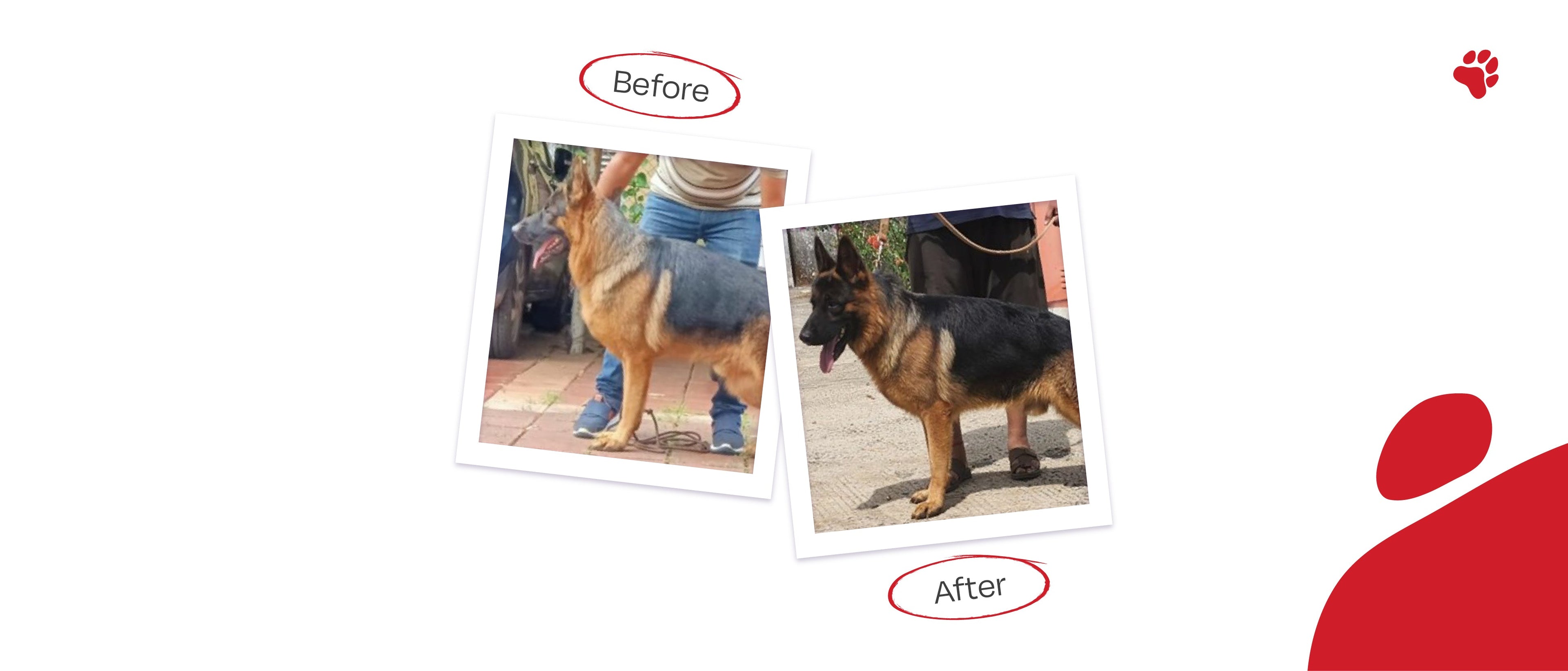 Meet the 'Johnny Bravo' of the Doggy Pack - Right4Paws