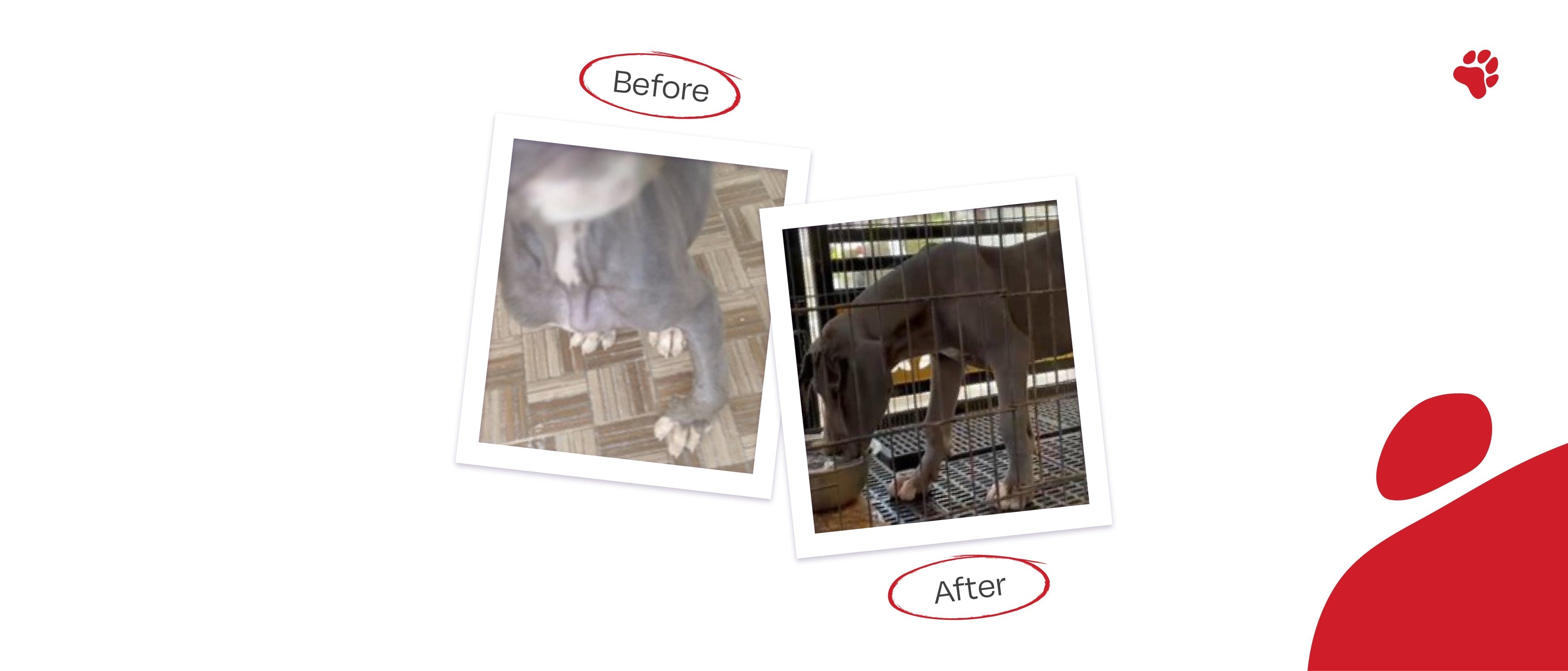 I'm Ritsy, and Now I'm Rickets-Free! - Right4Paws