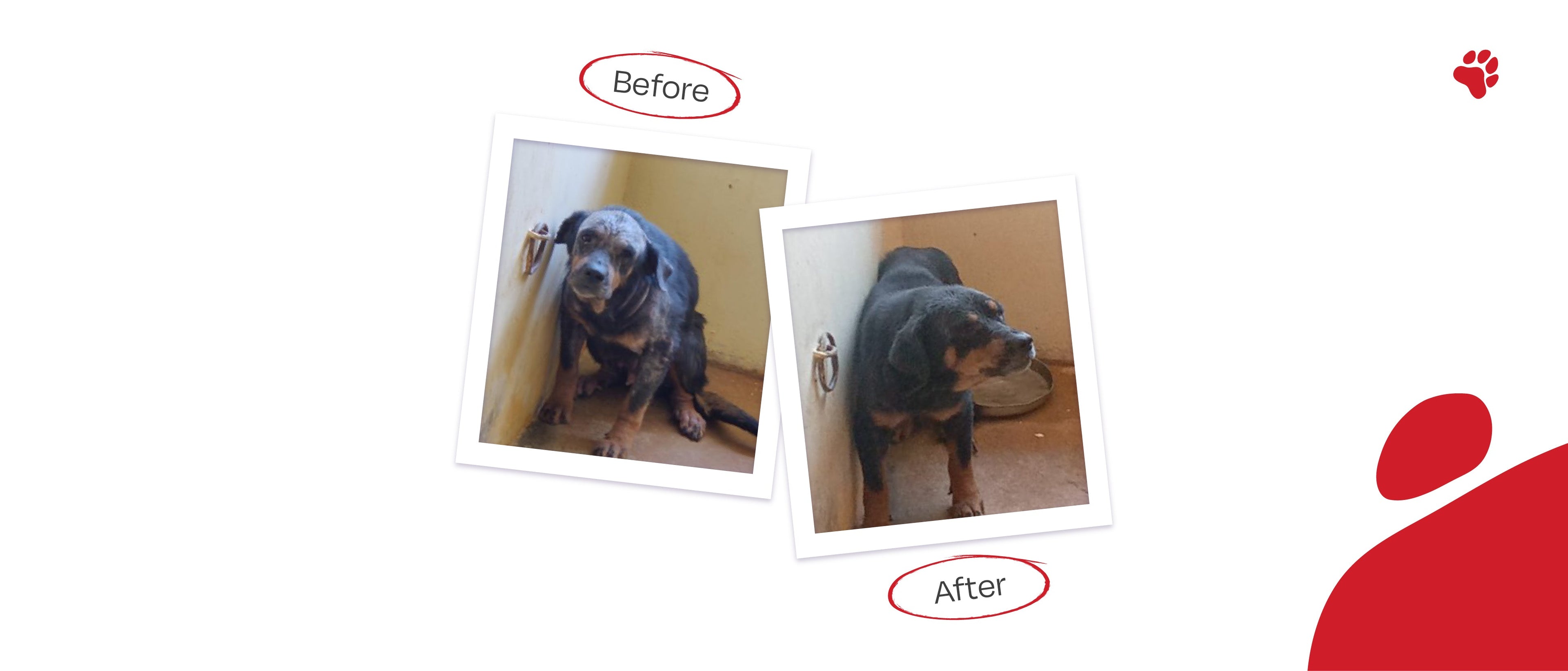 With Right4Paws' Manifestation, Say Goodbye to Infestation! - Right4Paws