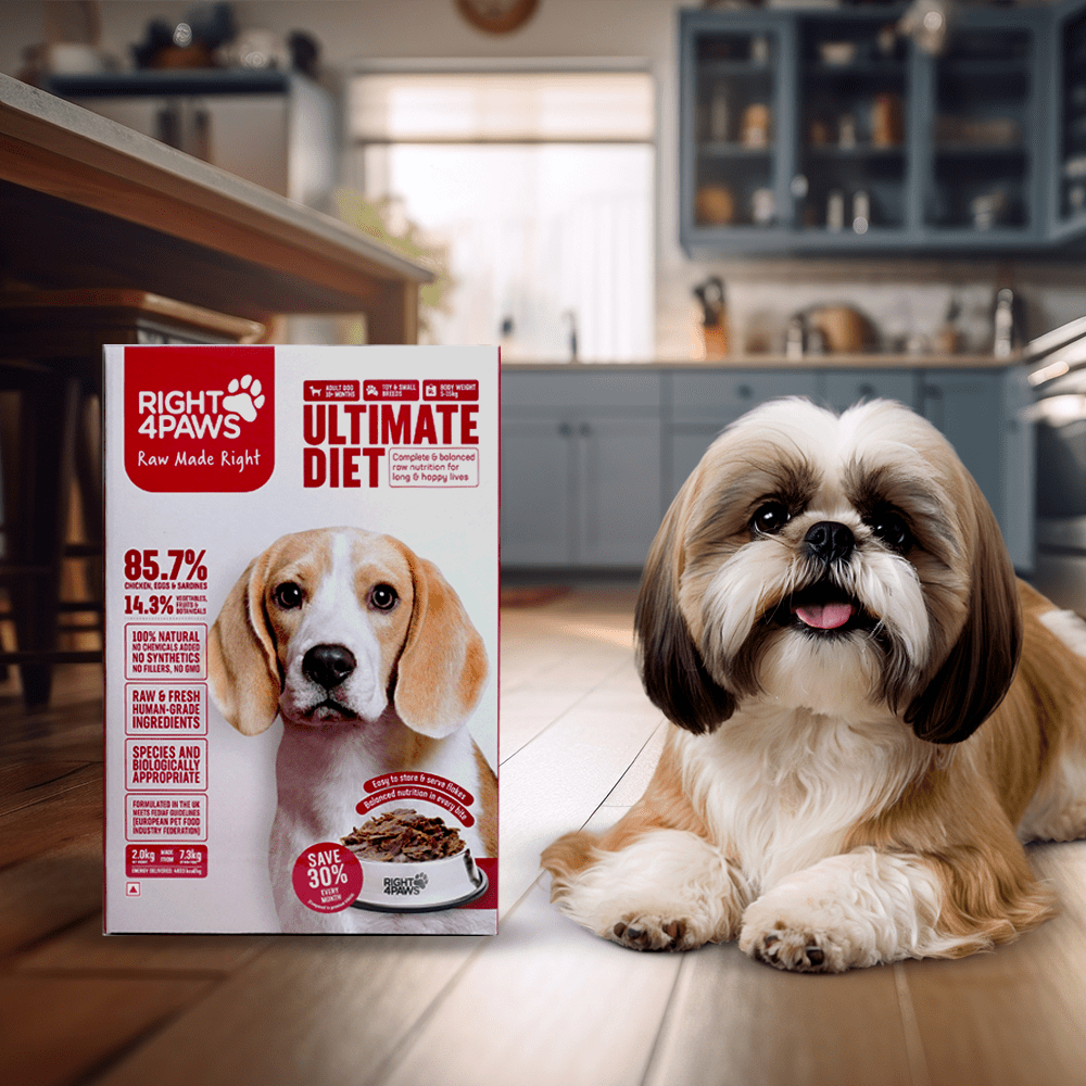 Right4Tofy - Right4Paws