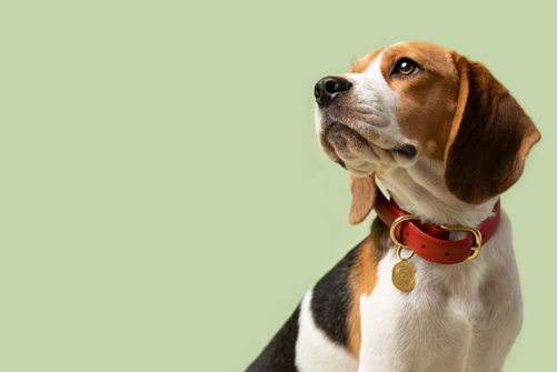 Beagle Dog Breed: Your Expert Guide to Health, Care, and Training