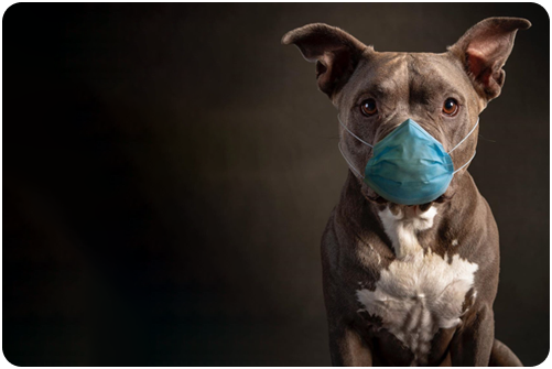 Dog Fever Symptoms Every Pet Parent Should Notice Early