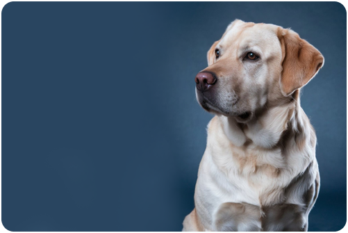 Labrador Health Problems: Early Signs and Prevention Tips