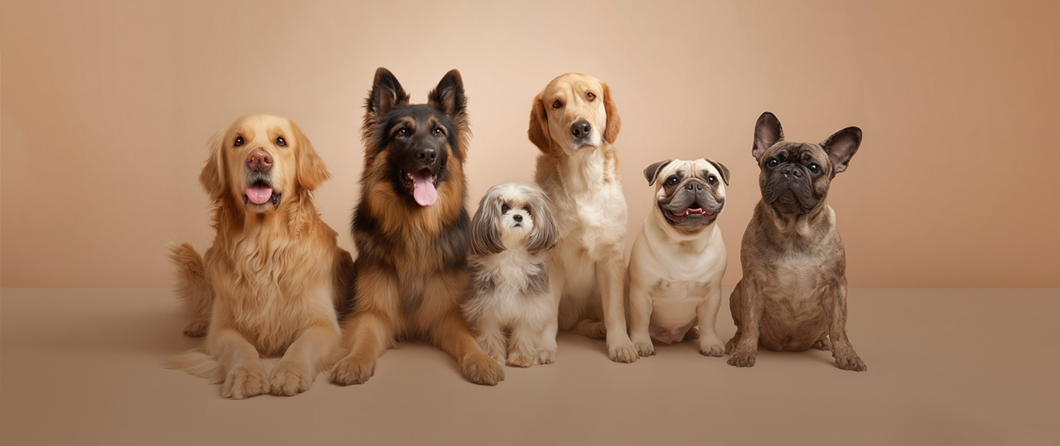 201 Beautiful Female Dog Names You’ll Fall in Love With