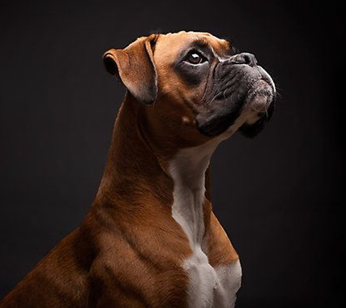 Black Boxer Dogs: Personality, Traits, and Care Tips