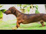 Breeders Club - Complementary Meal (All Breeds Adult)